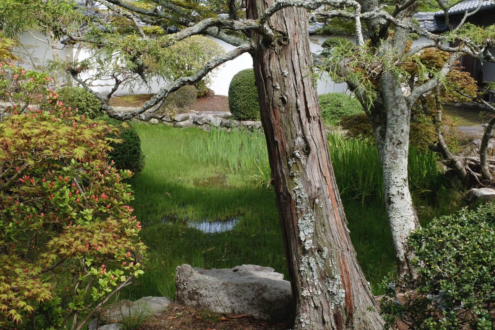 庭の松 / Pine in the garden